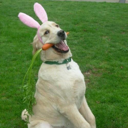 Funny Easter Memes That Are Really Excellent