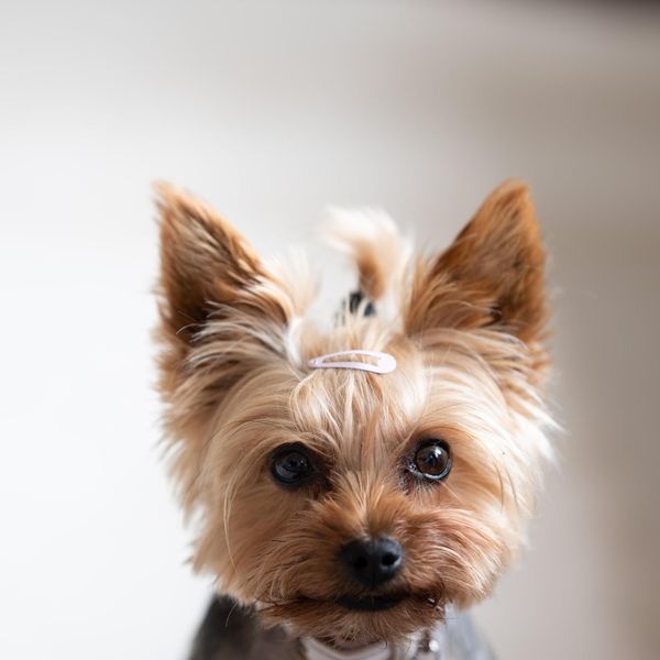 Tiny Dog Breeds That Would Kill You (If They Could)