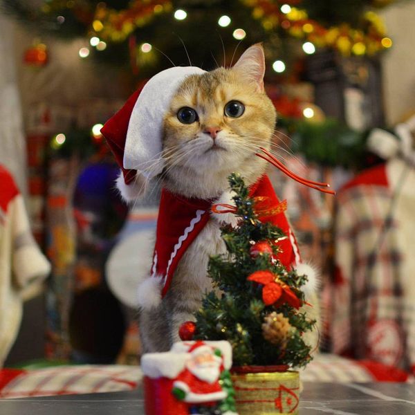 Cat Christmas Is Real. We Have the Pictures.