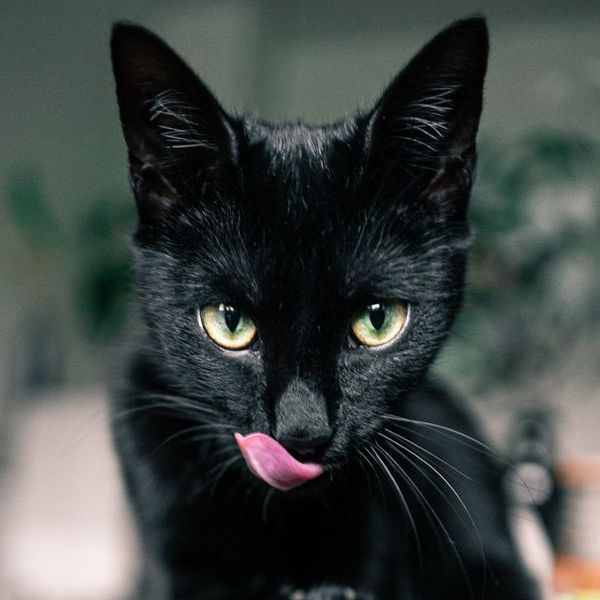 30 Black Cat Myths You Never Knew