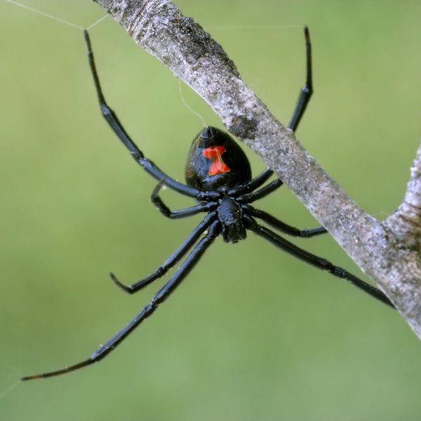 25 Most Dangerous Spiders in the World