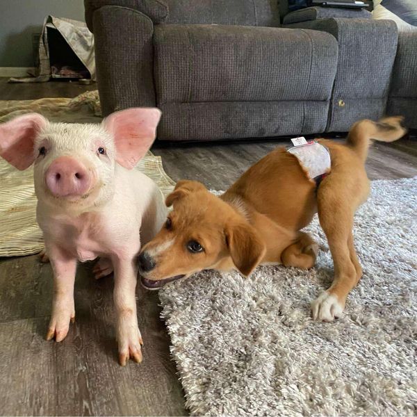 Rescue Piglet and Special Needs Puppy Immediately Become Best Friends