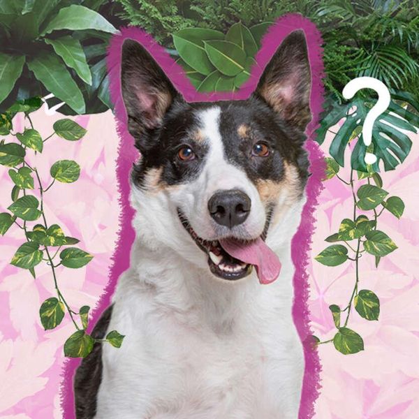 Which Plants Are Poisonous to Dogs?