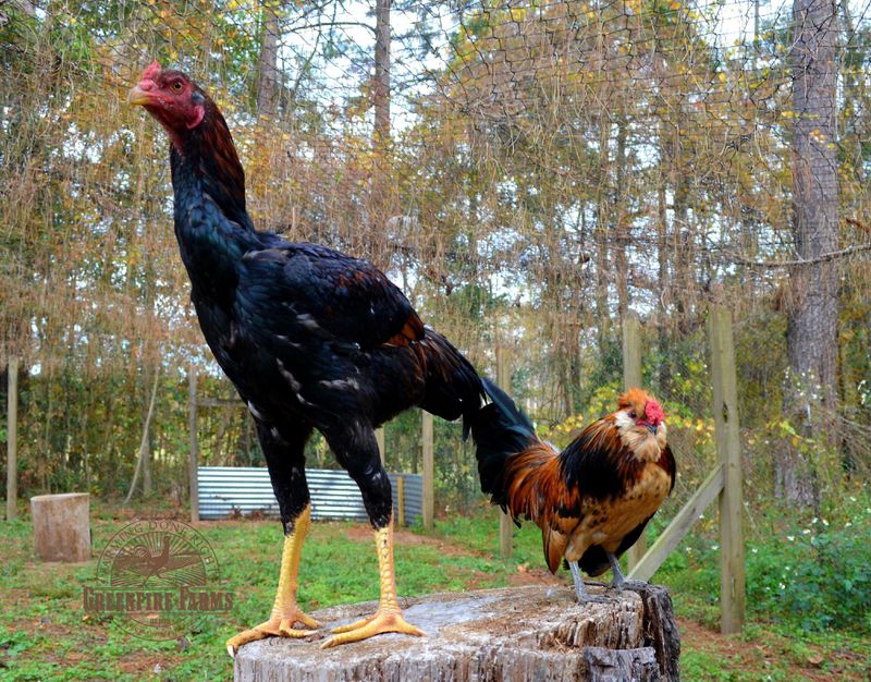 Indian Giant compared to a normal chicken breed