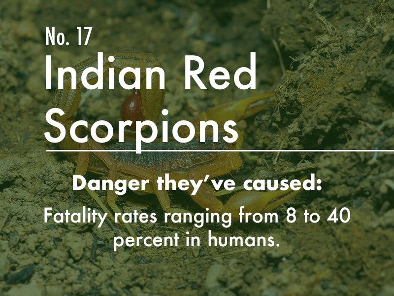 Indian Red Scorpion dangers