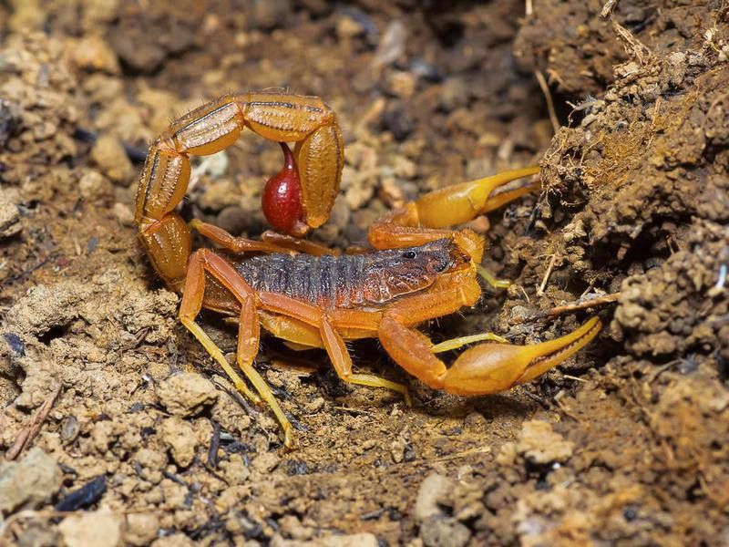 Indian Red Scorpions