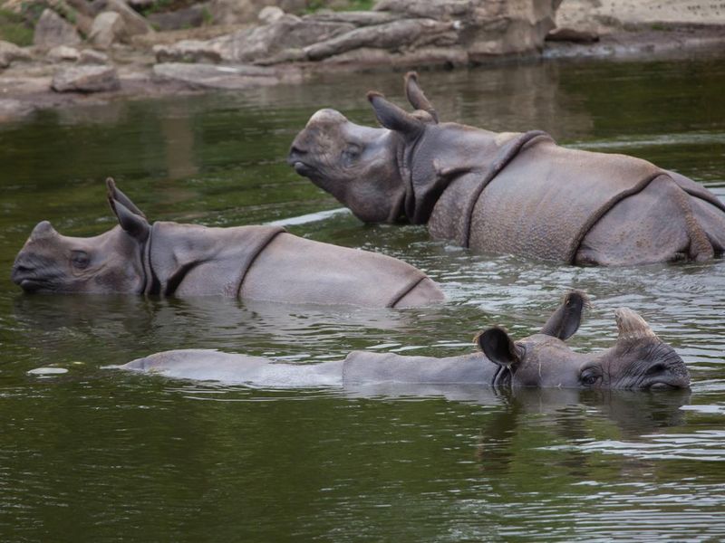 Indian rhinoceros swimming