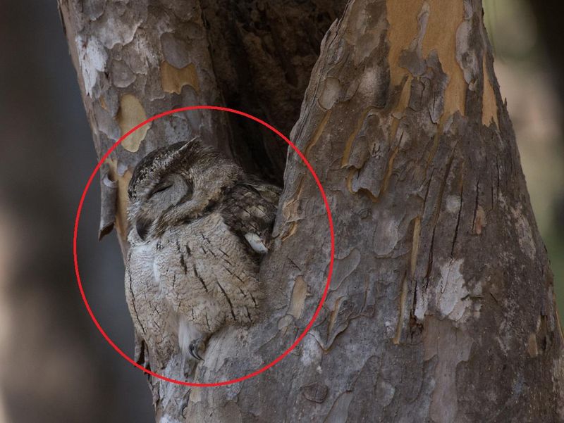 Indian Scops Owl camouflaged