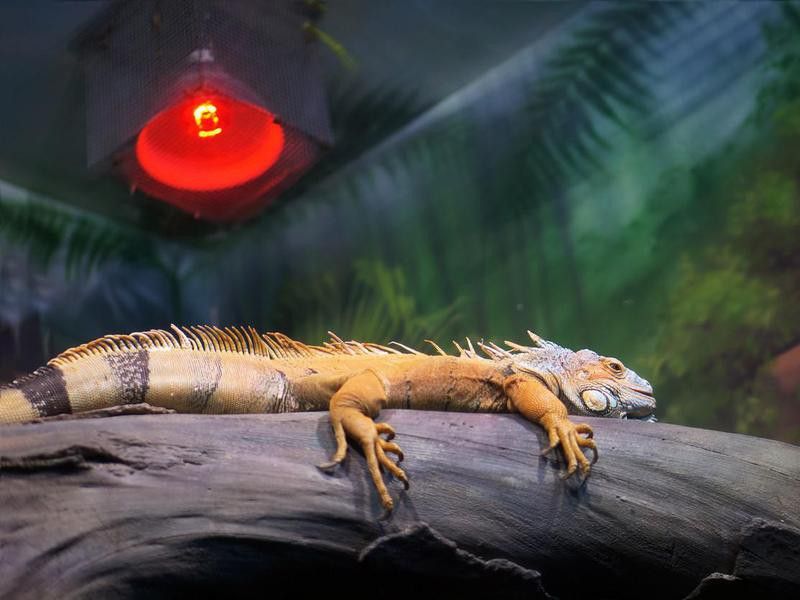 Infrared heat lamp for reptile and amphibian care. Green iguana relaxing and warming up under the red glow of a heat lamp in the tank.