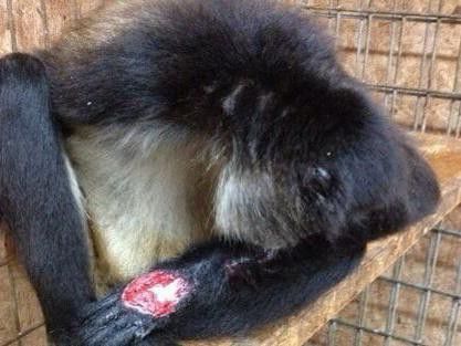 Injured macaque at Natural Bridge Zoo