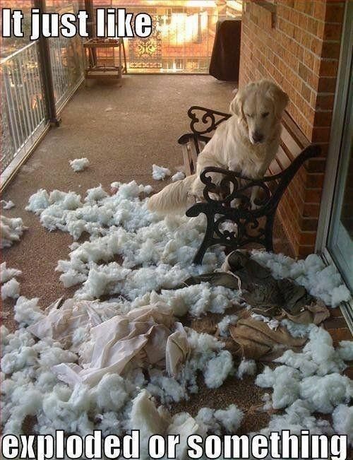 Innocent dog