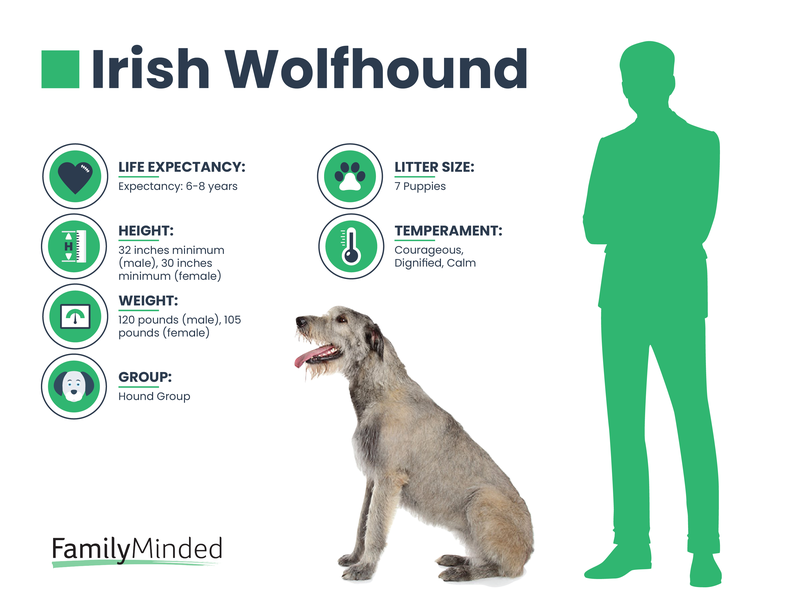 Irish Wolfhound breed