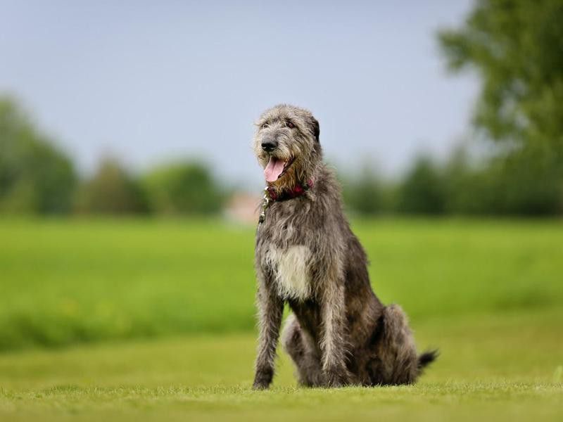 Irish Wolfhound, one of the largest shaggy dog breeds