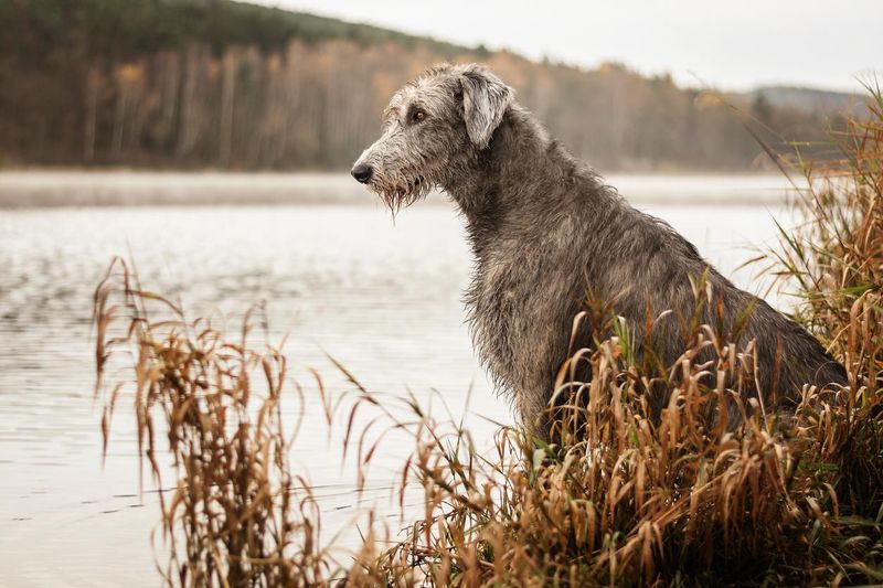 Irish wolfhound sitting on the river bank