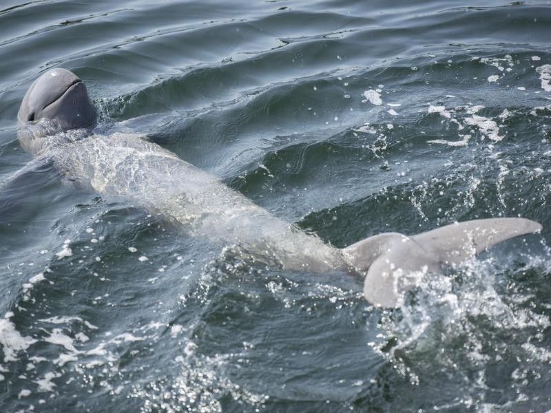Irrawaddy dolphin swimming in the ocean.