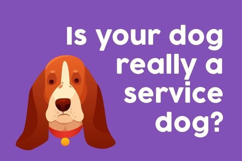 Is your dog really a service dog?