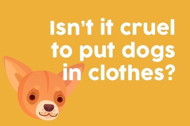 Isn’t it cruel to put dogs in clothes?