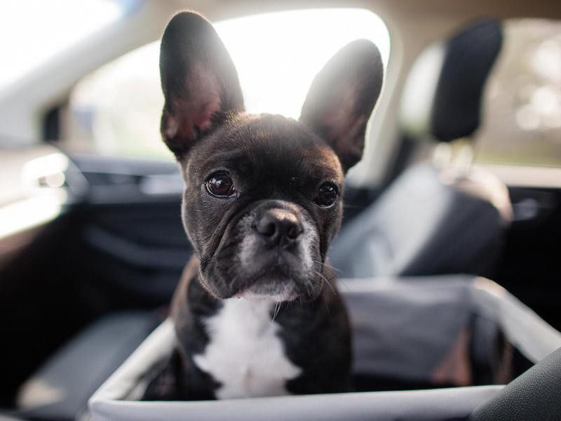 It’s OK to Leave Your Dog in a Car on a Hot Day If Your Windows Are Down — Debunked