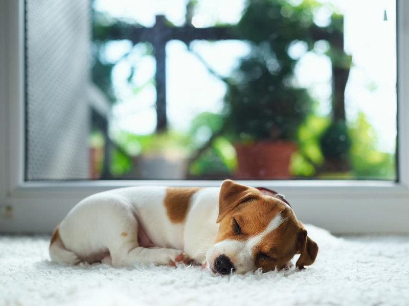 Jack russel puppy on white carpet