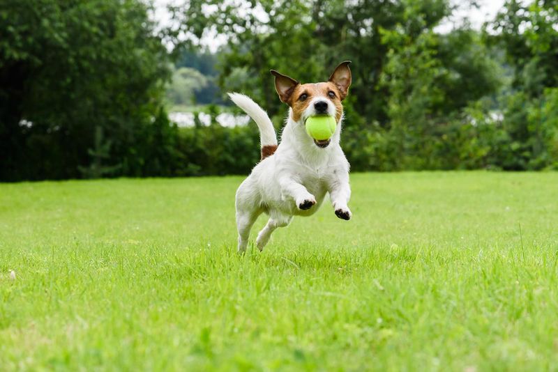 Jack Russell terrier running with tennis ball in mouth, least obedient dog breed