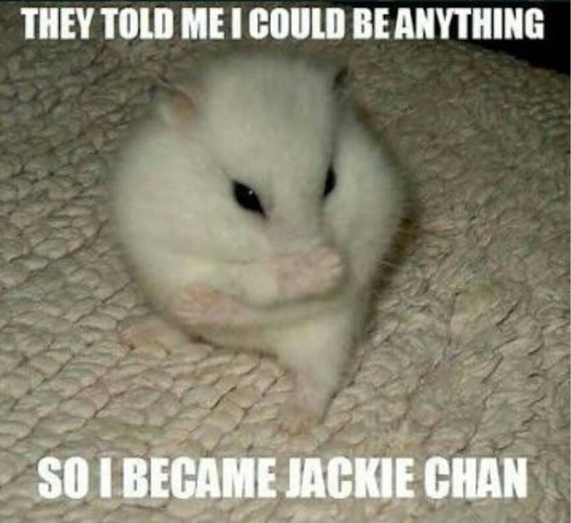 Jackie Chan hamster meme