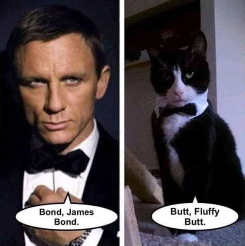 James Bond cat meme