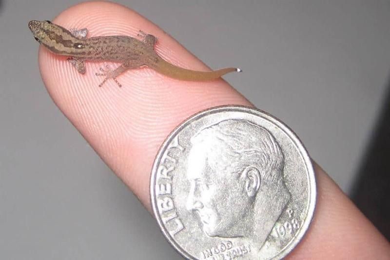 Jaragua Dwarf Gecko
