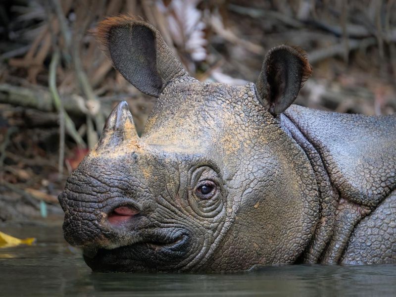 Javan rhino swimming