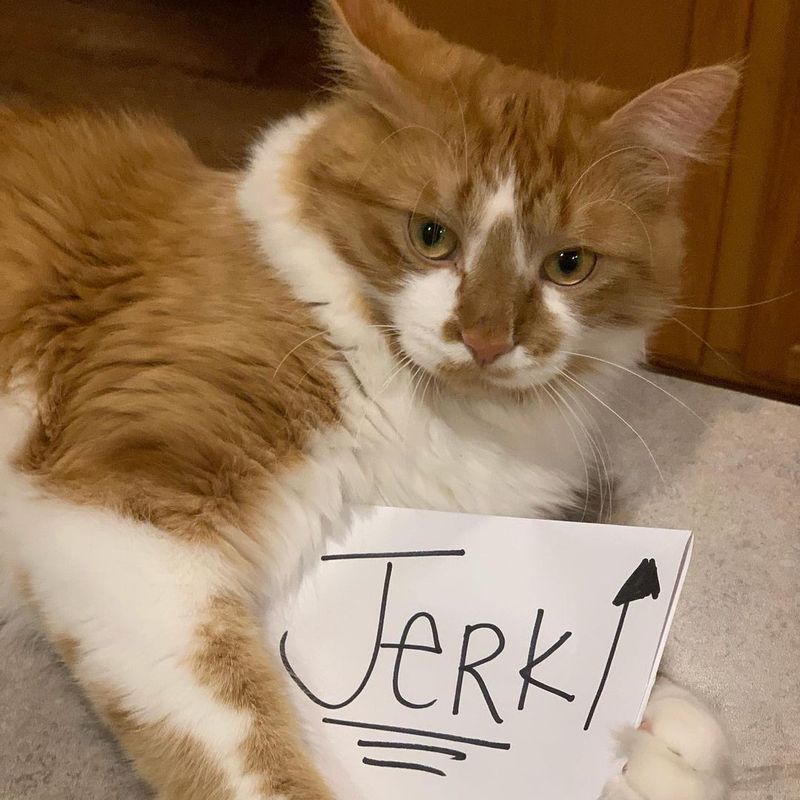 jerk cat