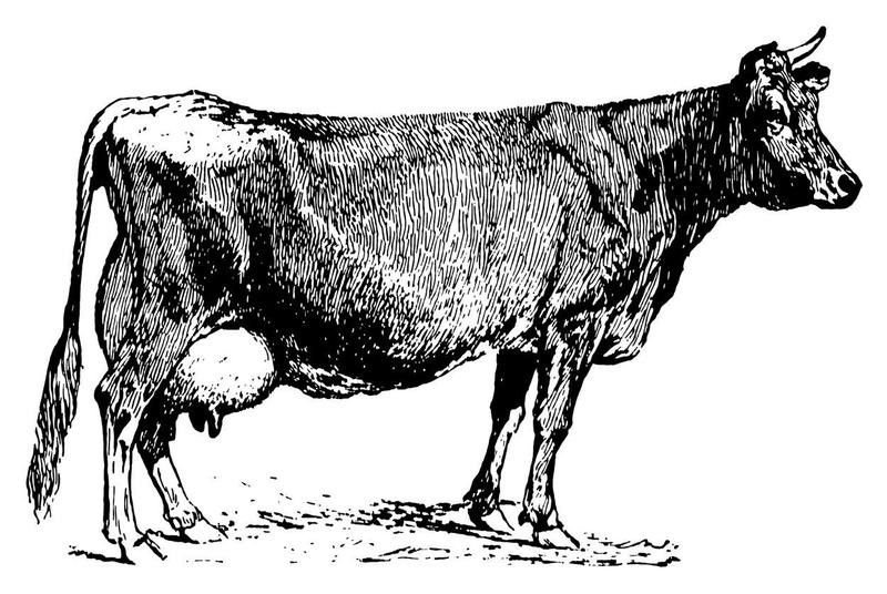 Jersey cow | Antique Animal Illustrations