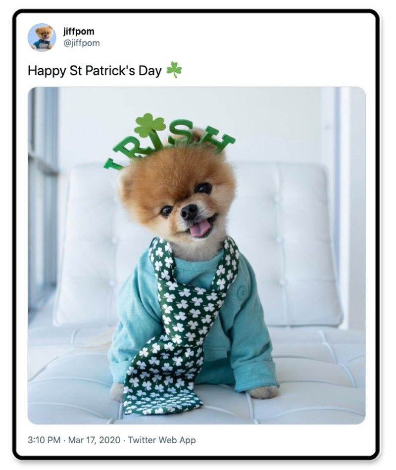 Jiffpom is ready for St. Patrick's Day