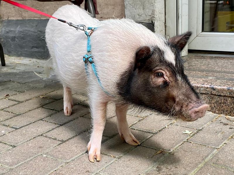 Juliana pig standing outside on a leash