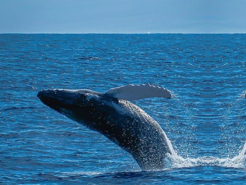 Jumping Blue Whale