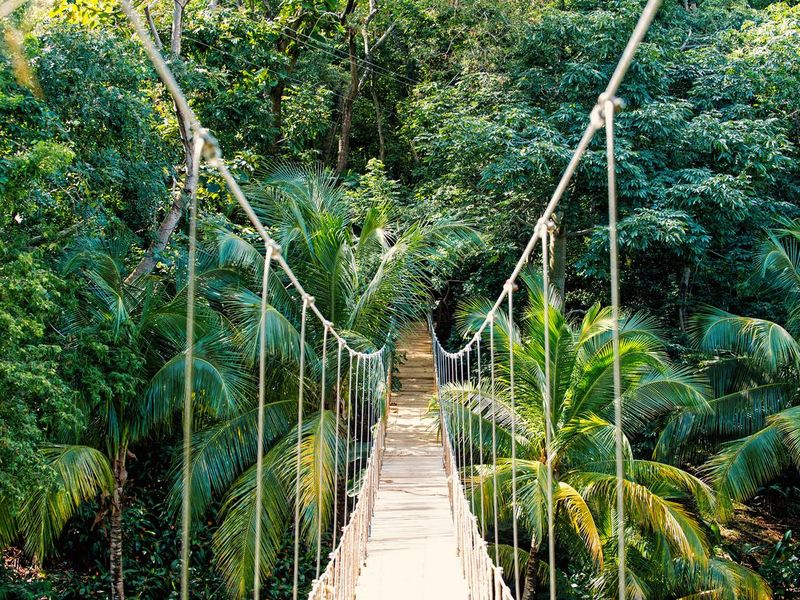 Jungle rope bridge hanging in Roatan, Honduras