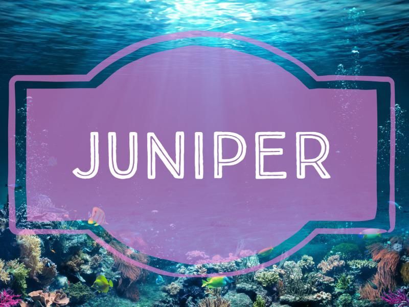 Juniper nature-inspired baby name