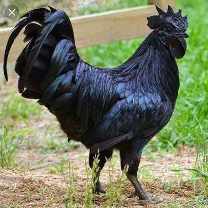 Kadaknath black chicken breed