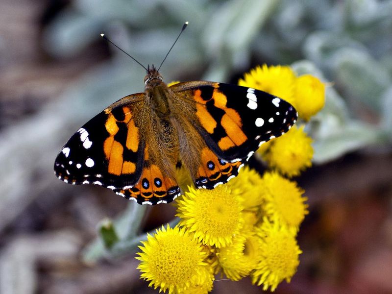 Kamehameha butterfly