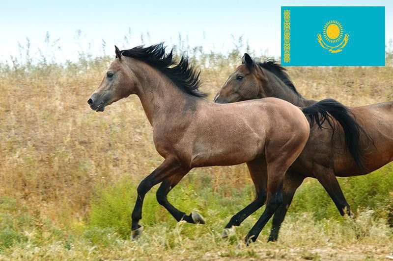 Kazakh horses