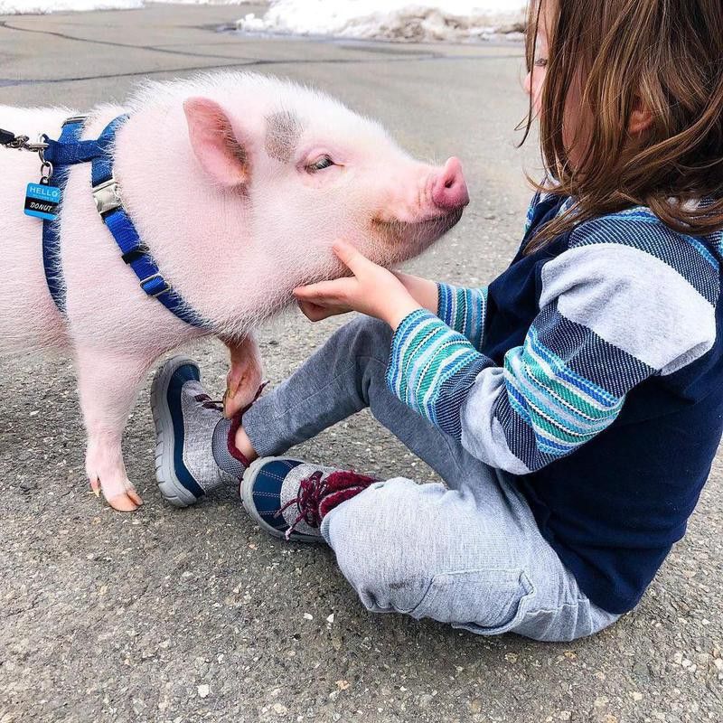 Kid with pet pig