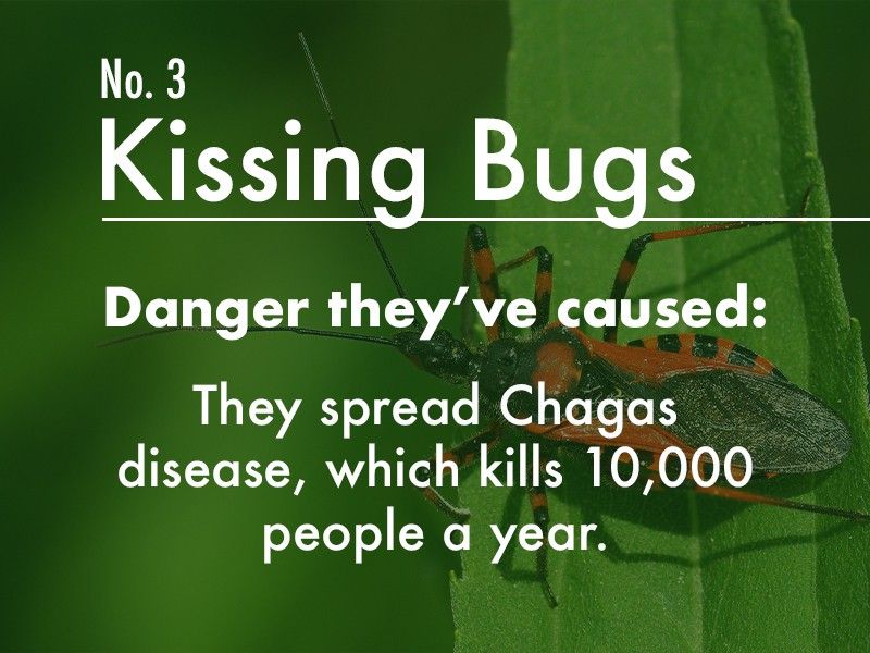 Kissing Bugs dangers