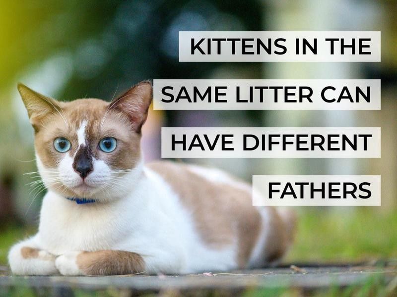 Kittens in the Same Litter Can Have Different Fathers