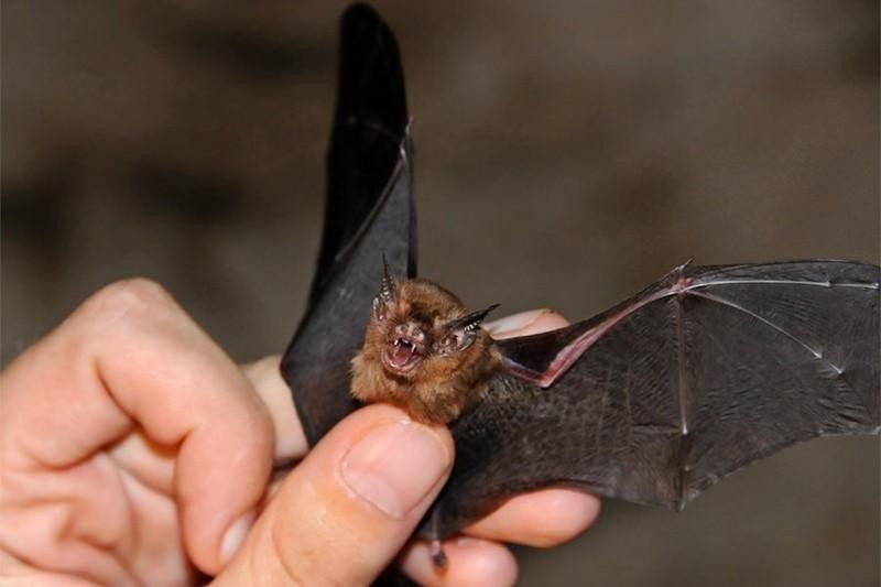 Kitti’s Hog-Nosed Bat