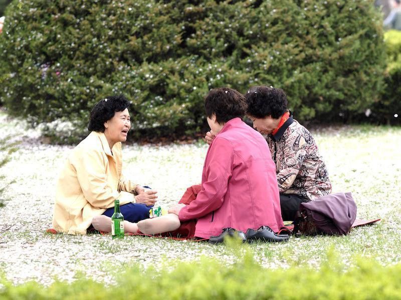 Korean aunties picnicking in the spring