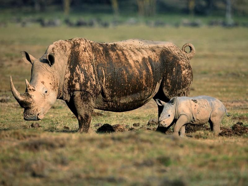 Kruger Rhinos