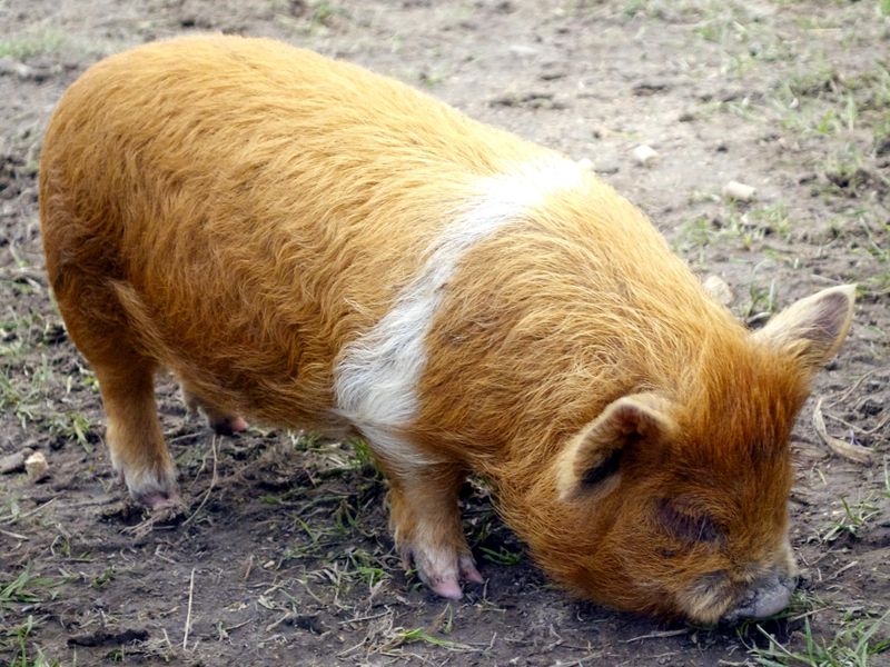 Kunekune pig sniffing the ground
