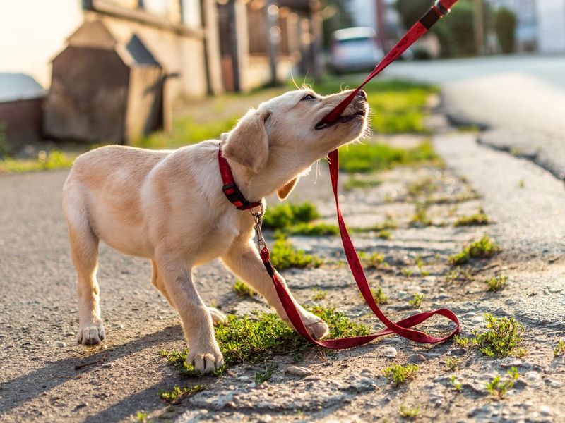 Labrador dog playing outdoors