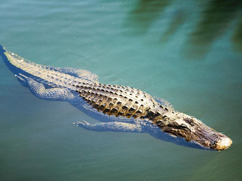 Large alligator swimming in Florida Everglades waters