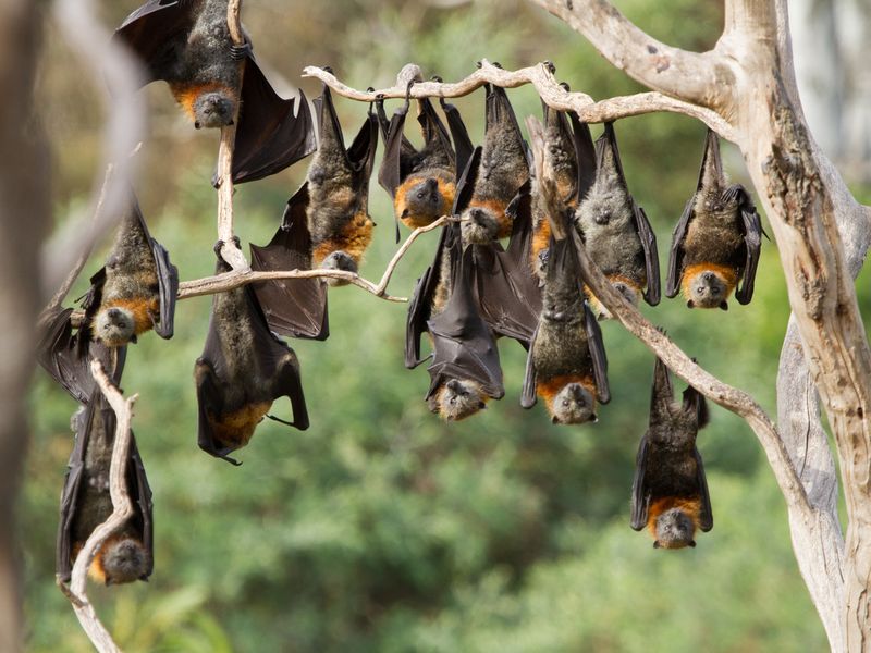 Large Group of Bats Hanging