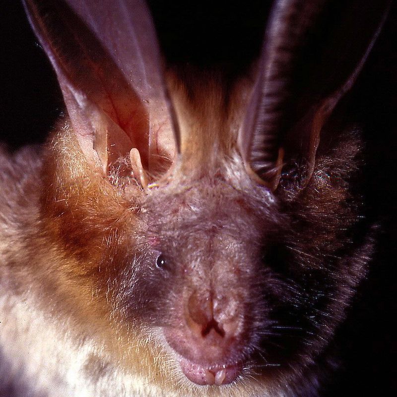 Large Slit-Faced Bat