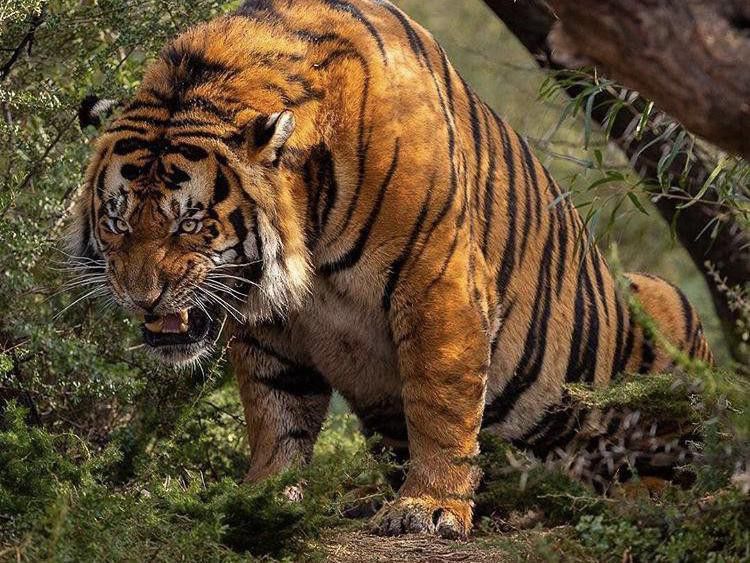 Large tiger